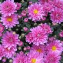 smooth-leaf-aster-