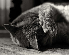 cat with paw over head