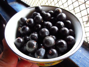 <img src="image.gif" alt="acai berries" />