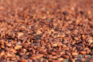 <img src="image.gif" alt="cocoa beans" />