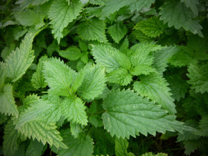 <img src="image.gif" alt="stinging-nettle leaves" />